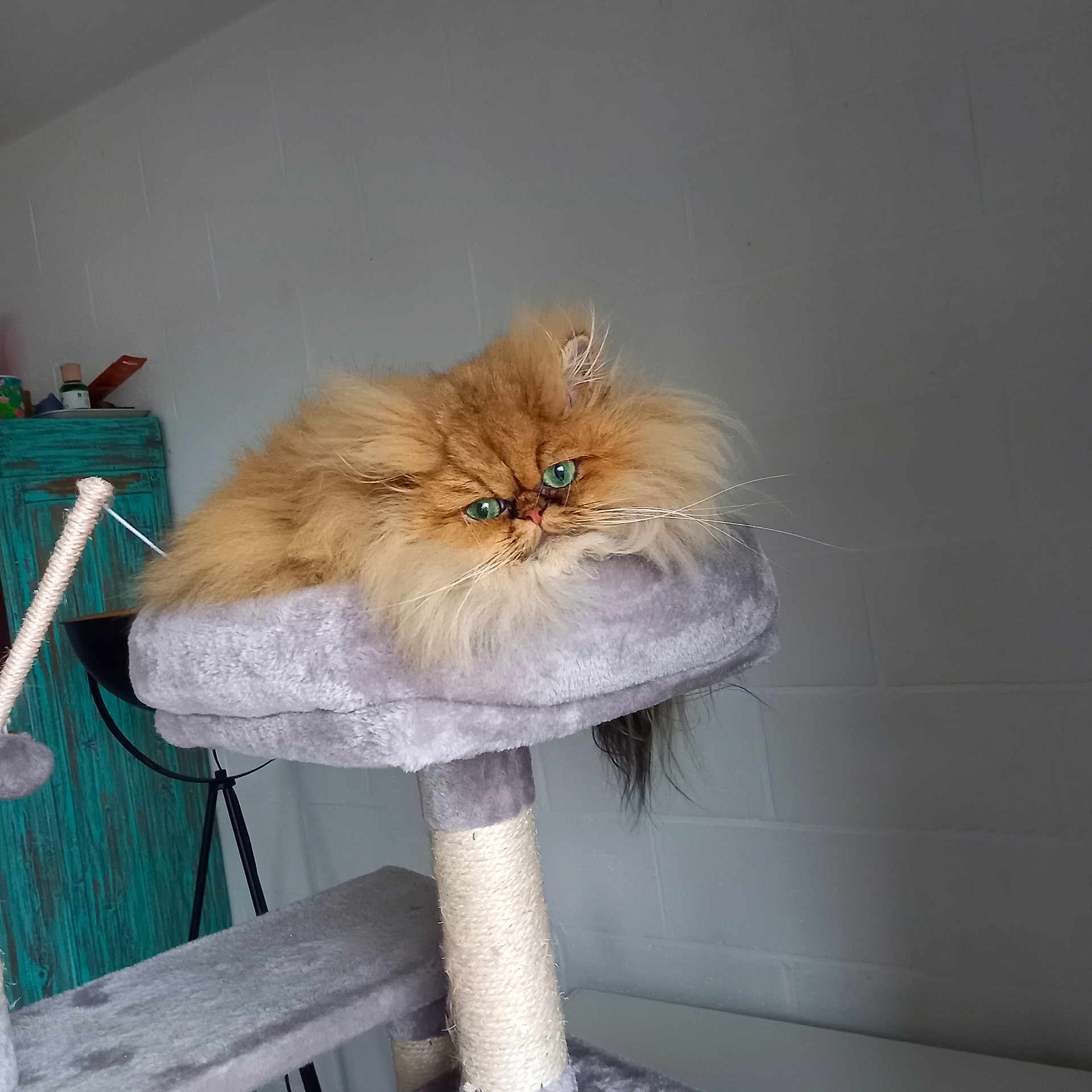 Ringo participe au concours pour gagner de l'argent avec cette photo : animal, cat, cat_tree, cozy, cute, ears, feline, fluffy, furniture, gray_cat_tree, green_eyes, household, indoor, orange_cat, persian_cat, pet, relaxed, resting, tail, whiskers