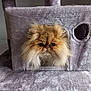 animal, cat, cat_house, closeup, cozy, cute, face, feline, fluffy, fur, grey, indoor, looking, persian_cat, pet, plush, portrait, resting, sitting, whiskers