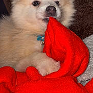 Snow participe au concours pour gagner de l'argent avec cette photo : puppy, dog, fluffy, blanket, red, playful, cute, pet, animal, fur, indoor, cozy, nibble, soft, closeup, collar, young, adorable, mischievous, resting