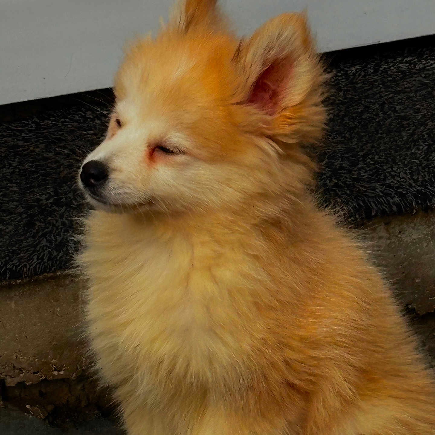 Snow a rejoint le concours — aidez-le/la à gagner de superbes lots ! adorable, animal, canine, companion, cute, dog, domestic_animal, eyes_closed, fluffy, fur, golden_fur, mammal, nature, outdoor, peaceful, pet, portrait, relaxed, sitting, sunlight