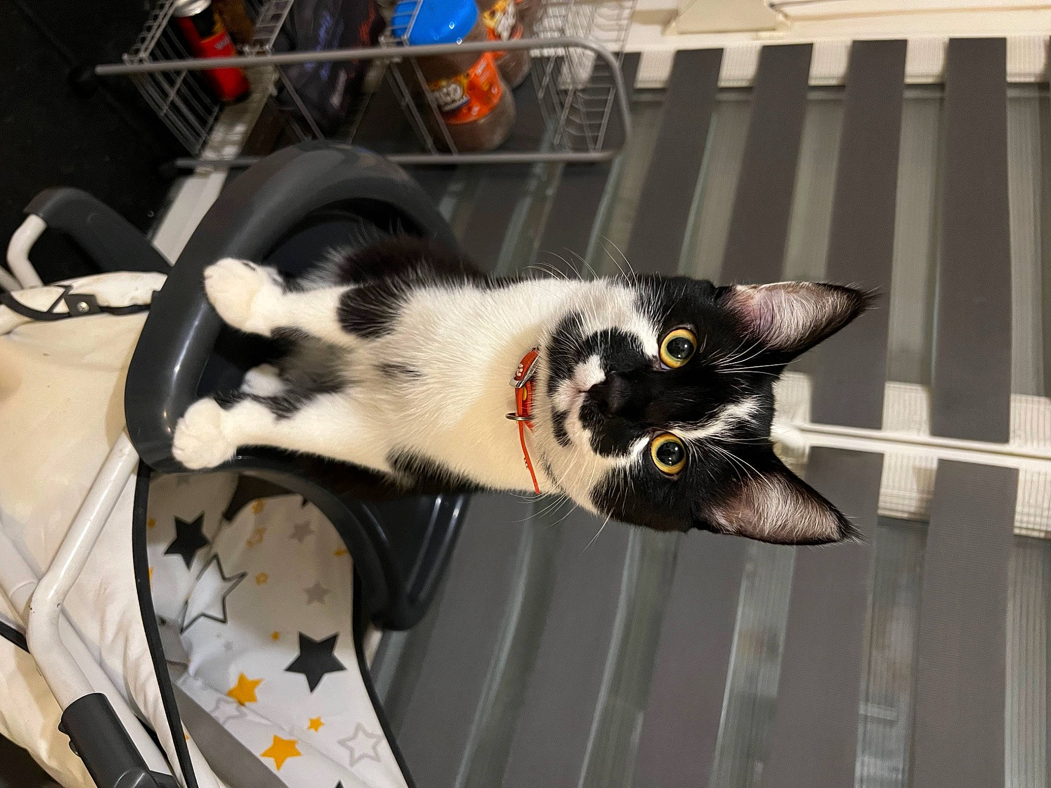 Patchou a rejoint le concours — aidez-le/la à gagner de superbes lots ! animal_shelter, black_cat, canidae, carnivore, cat, claw, domestic_short_haired_cat, fang, felidae, fur, mammal, paw, small_to_medium_sized_cats, snout, tail, vertebrate, whiskers, window