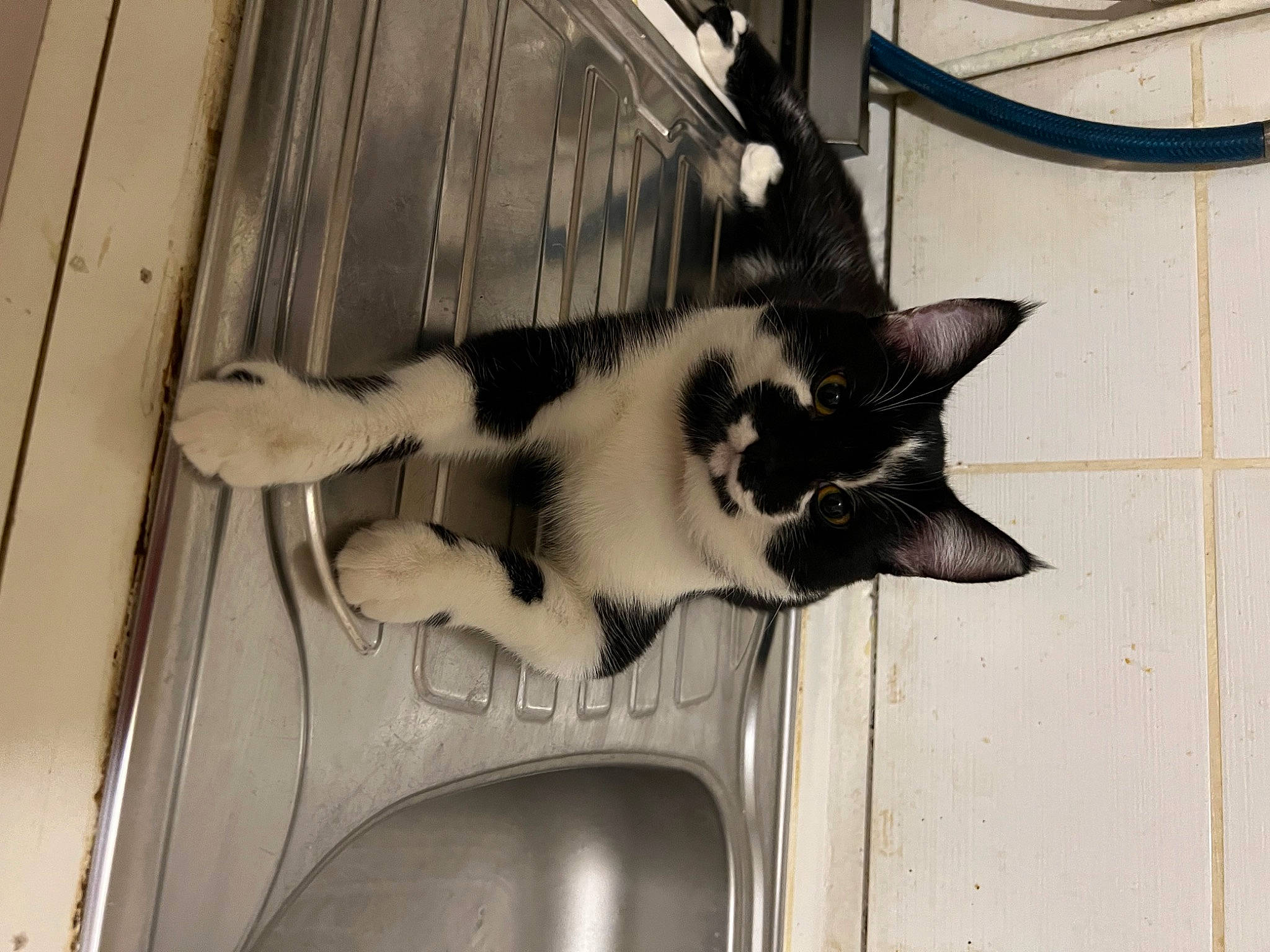 Patchou participe au concours pour gagner de l'argent avec cette photo : automotive_tire, canidae, carnivore, cat, domestic_short_haired_cat, door, felidae, fur, leg, metal, monochrome, monochrome_photography, paw, small_to_medium_sized_cats, snout, tail, tree, whiskers, window, wood