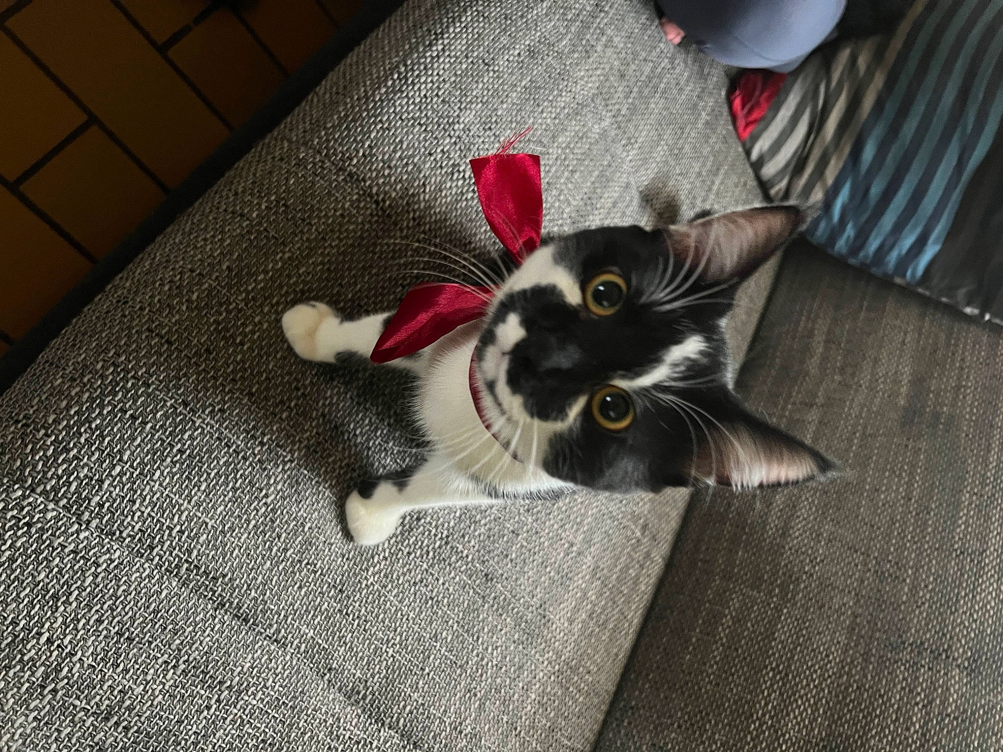 Patchou a rejoint le concours — aidez-le/la à gagner de superbes lots ! carmine, carnivore, cat, claw, comfort, dog_breed, domestic_short_haired_cat, felidae, floor, flooring, fur, grey, hardwood, paw, petal, room, small_to_medium_sized_cats, snout, tail, whiskers