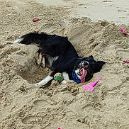 Pixie a rejoint le concours — aidez-le/la à gagner de superbes lots ! dog, beach, sand, toy, pink_sand_toy, ball, black_and_white_dog, tongue_out, happy_dog, outdoor, nature, coast, rocks, playful, summer, animal, pet, recreation, fun, daytime