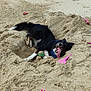 dog, beach, sand, toy, pink_sand_toy, ball, black_and_white_dog, tongue_out, happy_dog, outdoor, nature, coast, rocks, playful, summer, animal, pet, recreation, fun, daytime