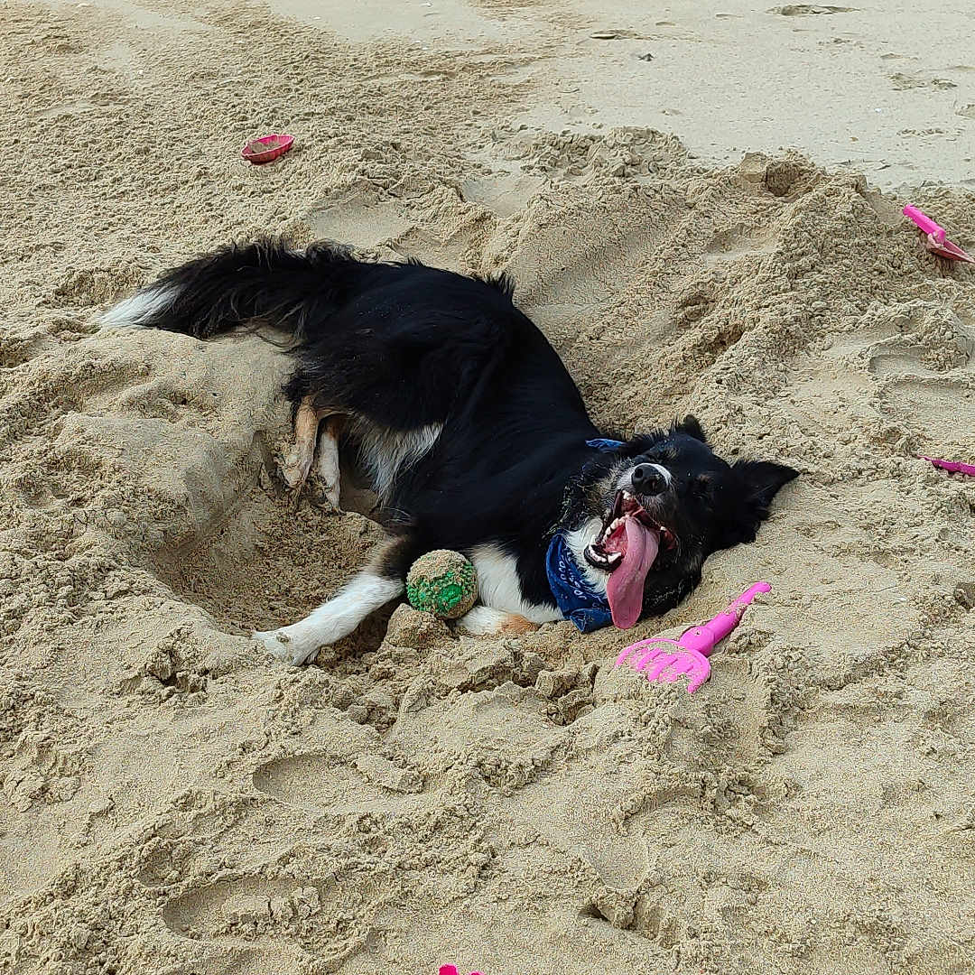 Pixie a rejoint le concours — aidez-le/la à gagner de superbes lots ! animal, ball, beach, black_and_white_dog, coast, daytime, dog, fun, happy_dog, nature, outdoor, pet, pink_sand_toy, playful, recreation, rocks, sand, summer, tongue_out, toy