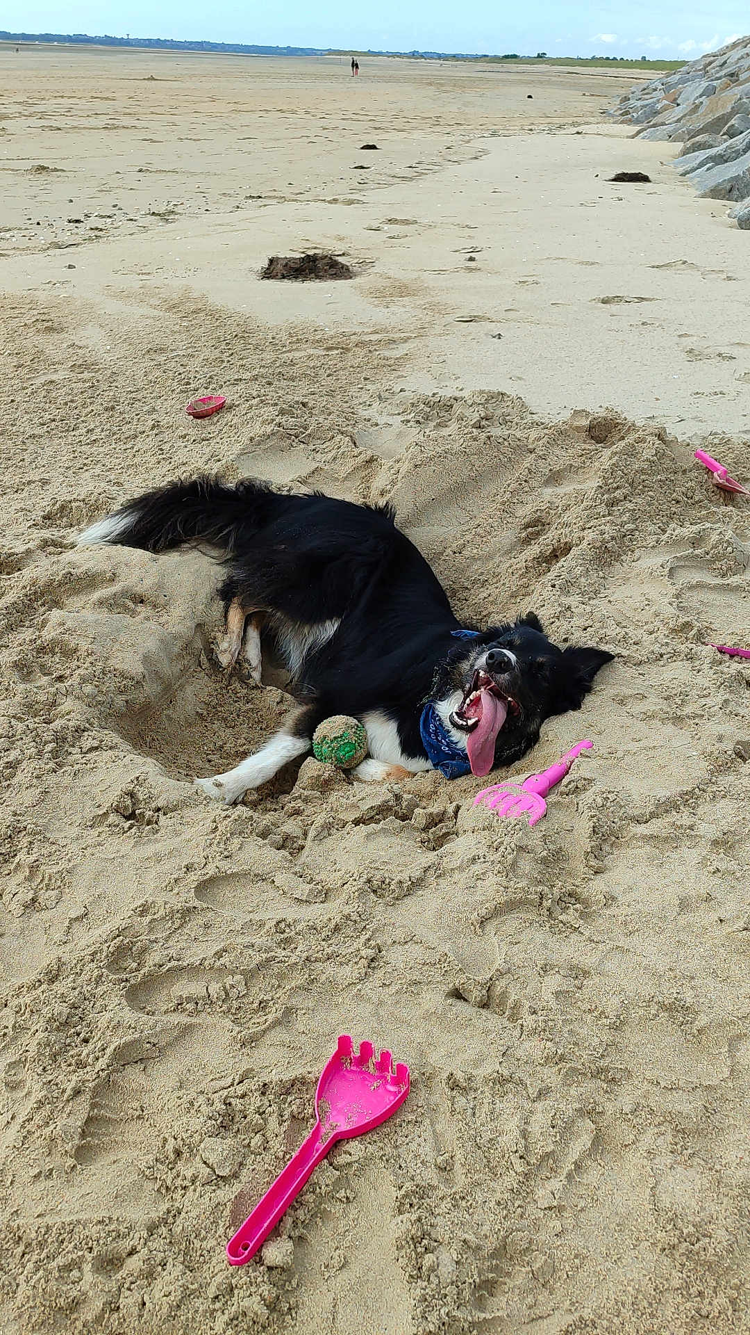 Pixie a rejoint le concours — aidez-le/la à gagner de superbes lots ! dog, beach, sand, toy, pink_sand_toy, ball, black_and_white_dog, tongue_out, happy_dog, outdoor, nature, coast, rocks, playful, summer, animal, pet, recreation, fun, daytime