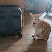 Tango participe au concours pour gagner de l'argent avec cette photo : cat, orange_cat, collar, suitcase, luggage, wooden_floor, indoor, pet, flooring, furniture, home, domestic_animal, quiet, sitting, shadow, light, room, wheelchair, chair, corner
