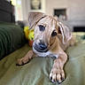 Otis is registered to the contest to win money with this photo: puppy, dog, pet, cute, lying_down, indoor, bed, green_bedspread, ears, face, closeup, animal, young_dog, adorable, curious, soft_light, blurred_background, paw, nose, whiskers