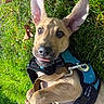 Otis joined the competition — help win amazing prizes! puppy, dog, grass, outdoor, pet, harness, cute, ears, tongue, playful, animal, canine, young, leash, sunlight, nature, closeup, expression, adorable, fun