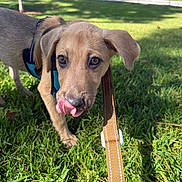 Otis is registered to the contest to win money with this photo: puppy, dog, grass, outdoor, leash, harness, tongue, cute, pet, animal, sunlight, greenery, playful, young, canine, nature, walk, exploring, ears, closeup