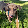 puppy, dog, grass, outdoor, leash, harness, tongue, cute, pet, animal, sunlight, greenery, playful, young, canine, nature, walk, exploring, ears, closeup