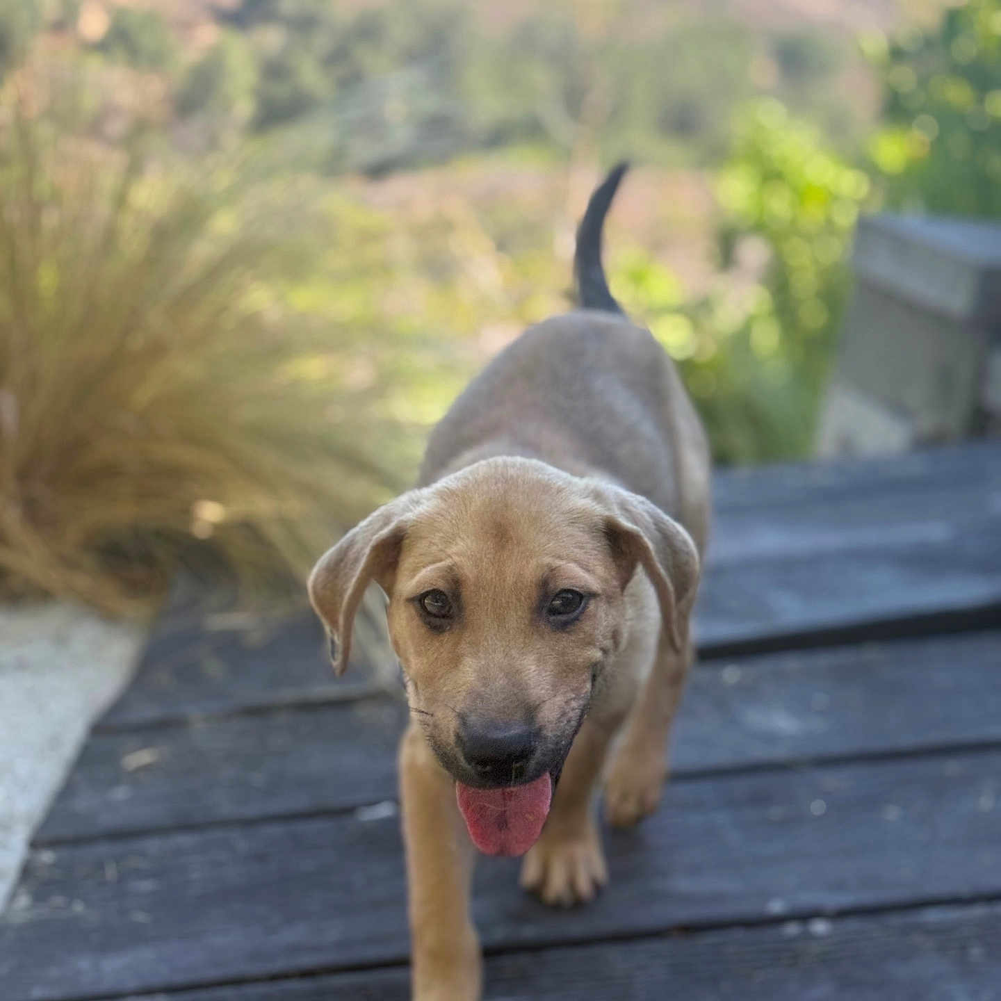 Otis joined the competition — help win amazing prizes! puppy, dog, outdoor, deck, wood, tongue_out, happy, walking, nature, greenery, blurred_background, tail, canine, young_dog, sunlight, daytime, pet, friendly, animal, close_up