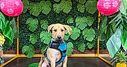 Otis is registered to the contest to win money with this photo: puppy, dog, harness, leash, green_leaves, paper_lantern, yellow_lantern, pink_lantern, pineapple, wooden_surface, indoor, decor, plant, tropical_theme, pet, sitting, cute, animal, background, colorful