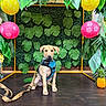 puppy, dog, harness, leash, green_leaves, paper_lantern, yellow_lantern, pink_lantern, pineapple, wooden_surface, indoor, decor, plant, tropical_theme, pet, sitting, cute, animal, background, colorful
