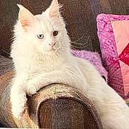 Boo joined the competition — help win amazing prizes! armrest, blue_eye, brown_eye, cat, couch, cozy, ears, feline, fluffy, fur, heterochromia, home, indoor, lounging, pet, quilted_pillow, relaxed, table, whiskers, white_cat