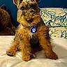 dog, pet, bed, indoor, fluffy, fur, tag, blue_wall, pillow, stuffed_animal, cute, animal, canine, looking, sitting, cozy, home, portrait, furniture, companion