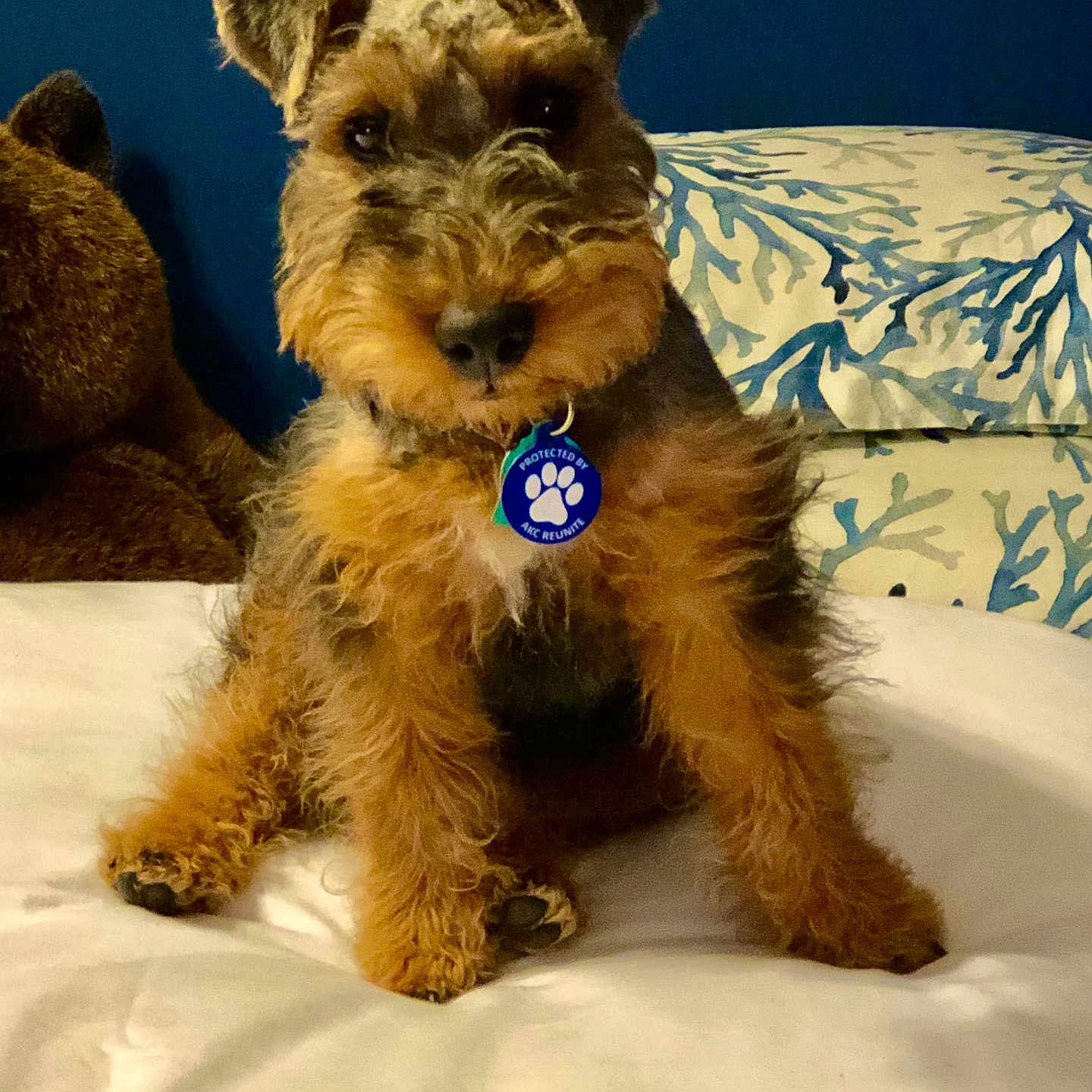 Skye is registered to the contest to win money with this photo: dog, pet, bed, indoor, fluffy, fur, tag, blue_wall, pillow, stuffed_animal, cute, animal, canine, looking, sitting, cozy, home, portrait, furniture, companion