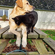 Pluto participe au concours pour gagner de l'argent avec cette photo : dog, cat, picnic_table, wood, outdoor, garden, plant, succulent, leaf, grass, animal, pet, mammal, feline, canine, nature, companion, friendship, resting, sunlight