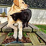 dog, cat, picnic_table, wood, outdoor, garden, plant, succulent, leaf, grass, animal, pet, mammal, feline, canine, nature, companion, friendship, resting, sunlight