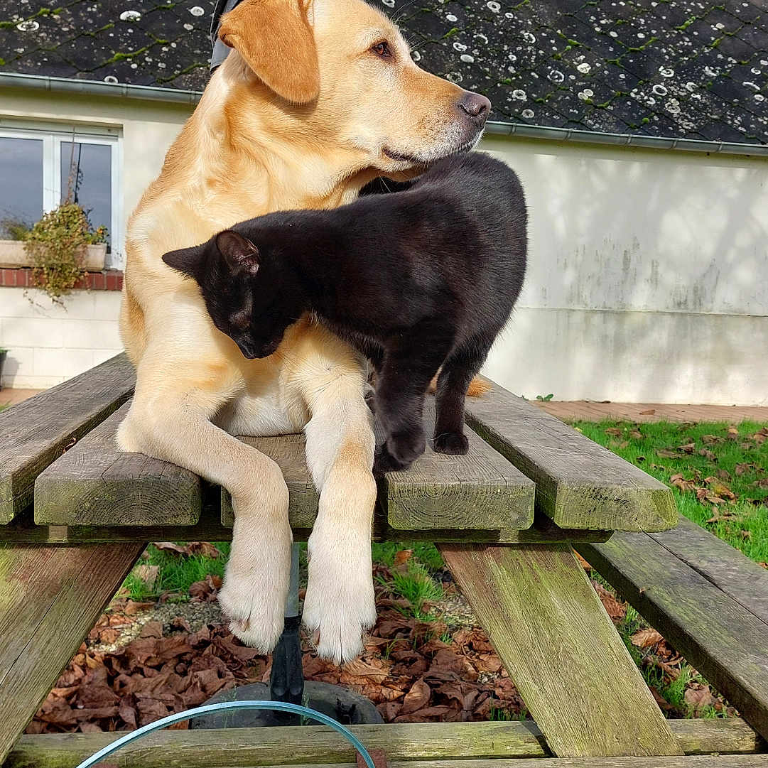Pluto participe au concours pour gagner de l'argent avec cette photo : animal, canine, cat, companion, dog, feline, friendship, garden, grass, leaf, mammal, nature, outdoor, pet, picnic_table, plant, resting, succulent, sunlight, wood