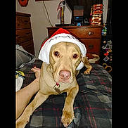 Apollo joined the competition — help win amazing prizes! bed, brown_dog, canine, casual, collar, comforter, cozy, dog, furniture, household_items, human_foot, indoor, keychain, looking_at_camera, pet, plaid, relaxed, room, santa_hat, wooden_dresser