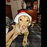 bed, brown_dog, canine, casual, collar, comforter, cozy, dog, furniture, household_items, human_foot, indoor, keychain, looking_at_camera, pet, plaid, relaxed, room, santa_hat, wooden_dresser