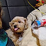dog, tongue_out, bed, pillow, blanket, plush_toy, person_partial, hair, collar, indoor, cozy, fur, pet, cute, relaxed, leisure, couch, fabric, comfort, resting