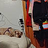 dog, sleeping, pillow, cushion, indoor, clothing, jackets, door, wood, wall, power_outlet, cords, resting, pet, furniture, household, relaxed, calm, canine, nap