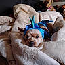 dog, bed, blanket, costume, blue, pet, animal, indoors, cozy, cute, fur, resting, plush, toy, background, collar, head, lying_down, sleepy, comfort