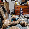 dog, bed, blanket, dressing_table, cardboard_box, harness, collar, sleeping, fur, indoor, pet, resting, household_items, clutter, wooden_furniture, plastic_container, fabric, relaxation, animal, sleep