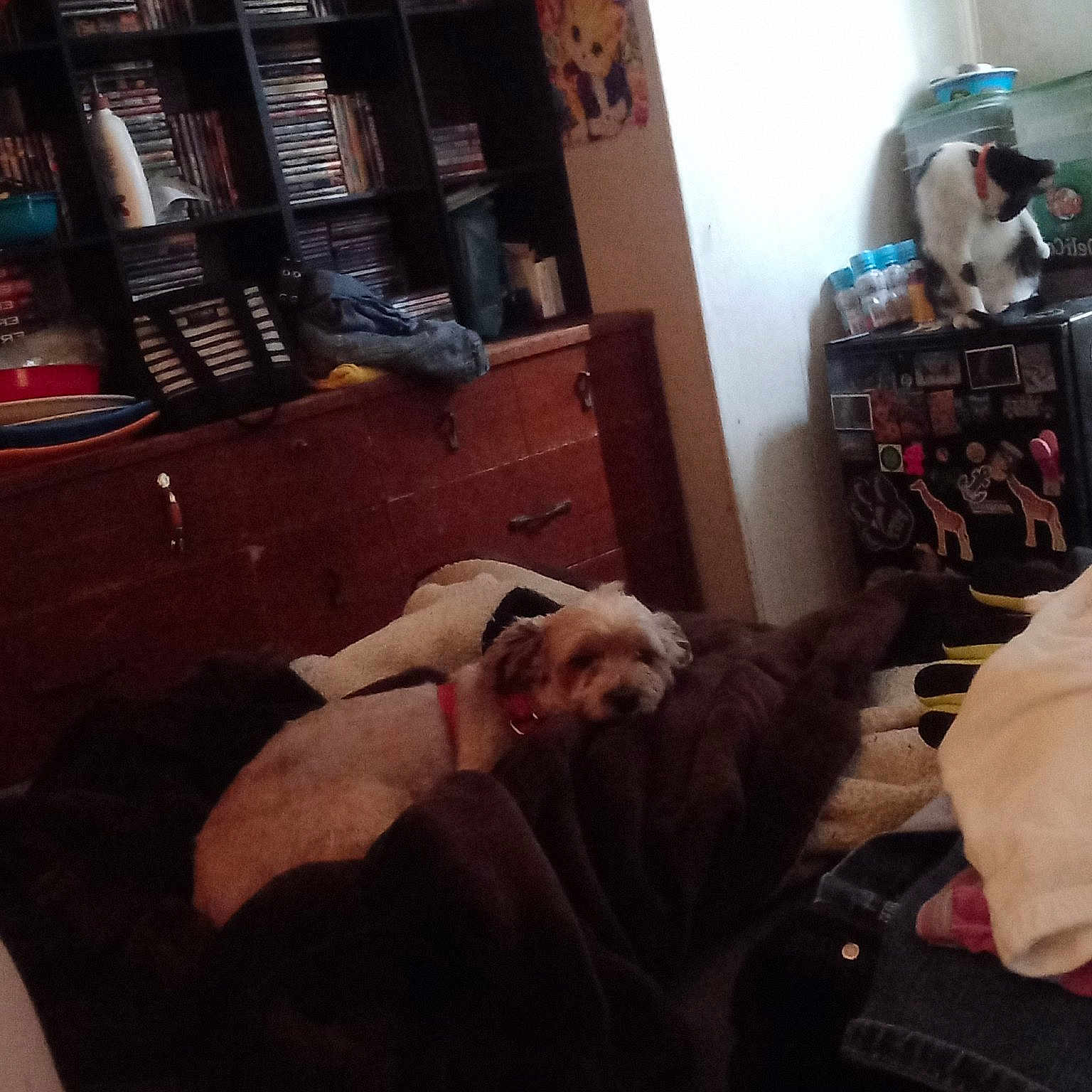 Runt