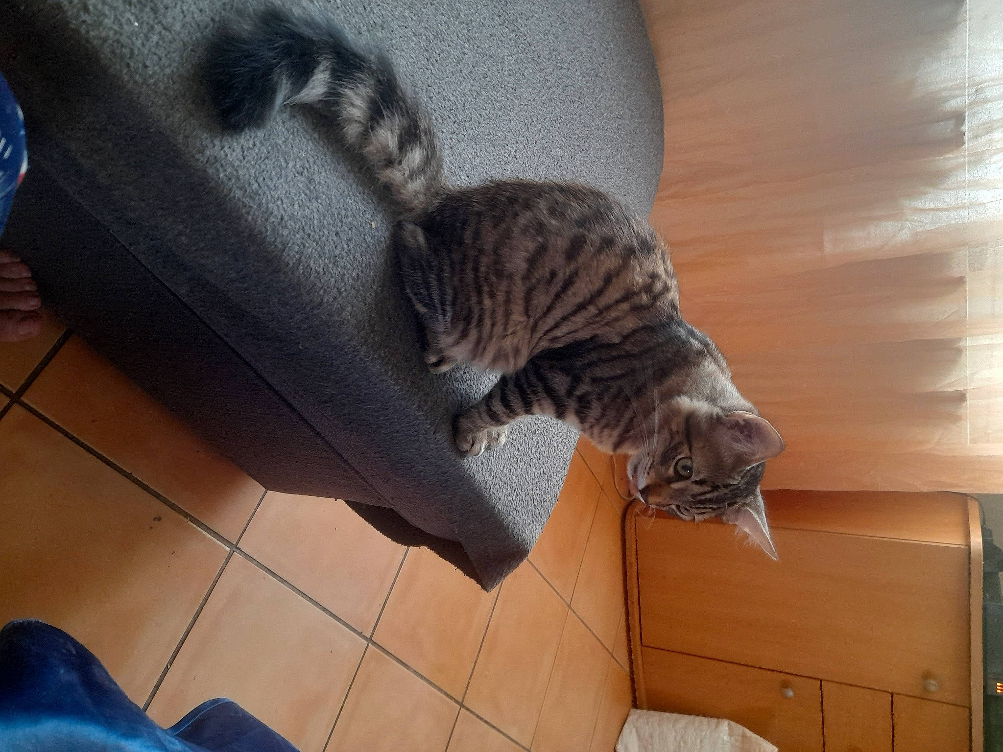 Felix a rejoint le concours — aidez-le/la à gagner de superbes lots ! carnivore, cat, comfort, domestic_short_haired_cat, door, felidae, floor, flooring, fur, grey, hardwood, room, small_to_medium_sized_cats, tail, whiskers, wood, wood_flooring