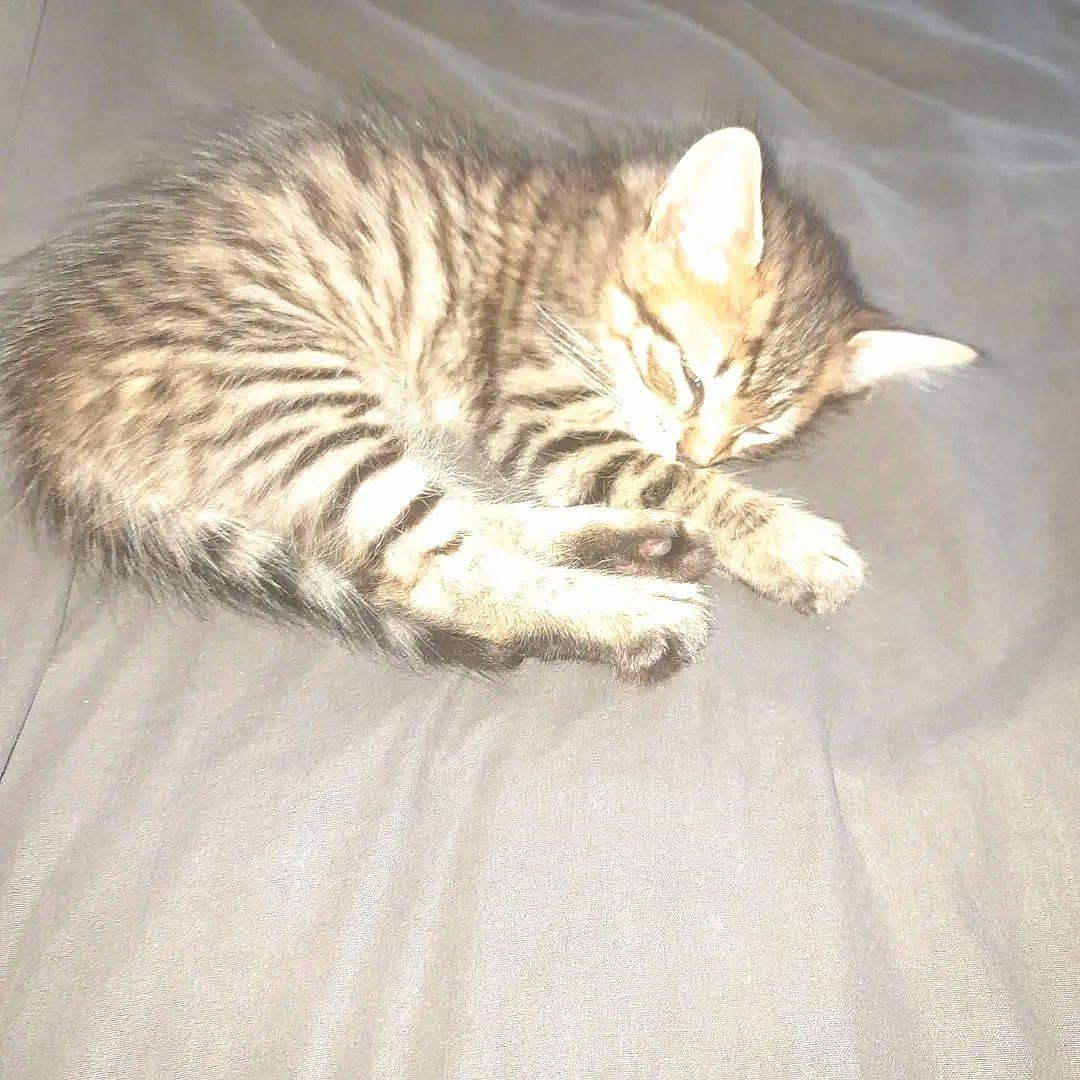 Felix a rejoint le concours — aidez-le/la à gagner de superbes lots ! carnivore, cat, cat_supply, claw, comfort, domestic_short_haired_cat, eye, fawn, felidae, fur, grey, nap, paw, sleep, small_to_medium_sized_cats, snout, tail, terrestrial_animal, whiskers, wood