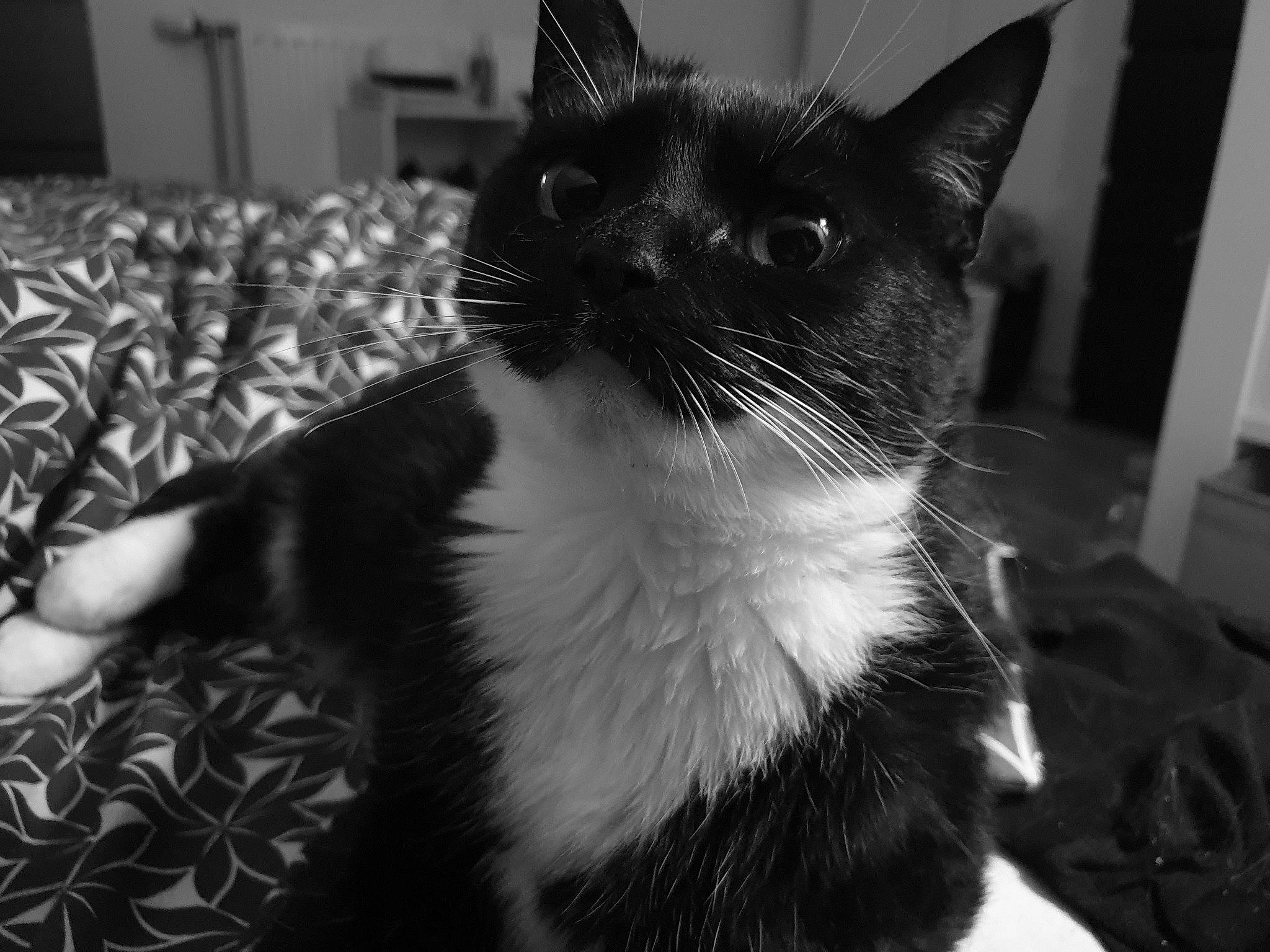 Chachat a rejoint le concours — aidez-le/la à gagner de superbes lots ! asian, black, black_and_white, black_cat, carnivore, cat, domestic_short_haired_cat, ear, eye, felidae, fur, kitten, monochrome, monochrome_photography, photography, small_to_medium_sized_cats, snapshot, snout, whiskers, white