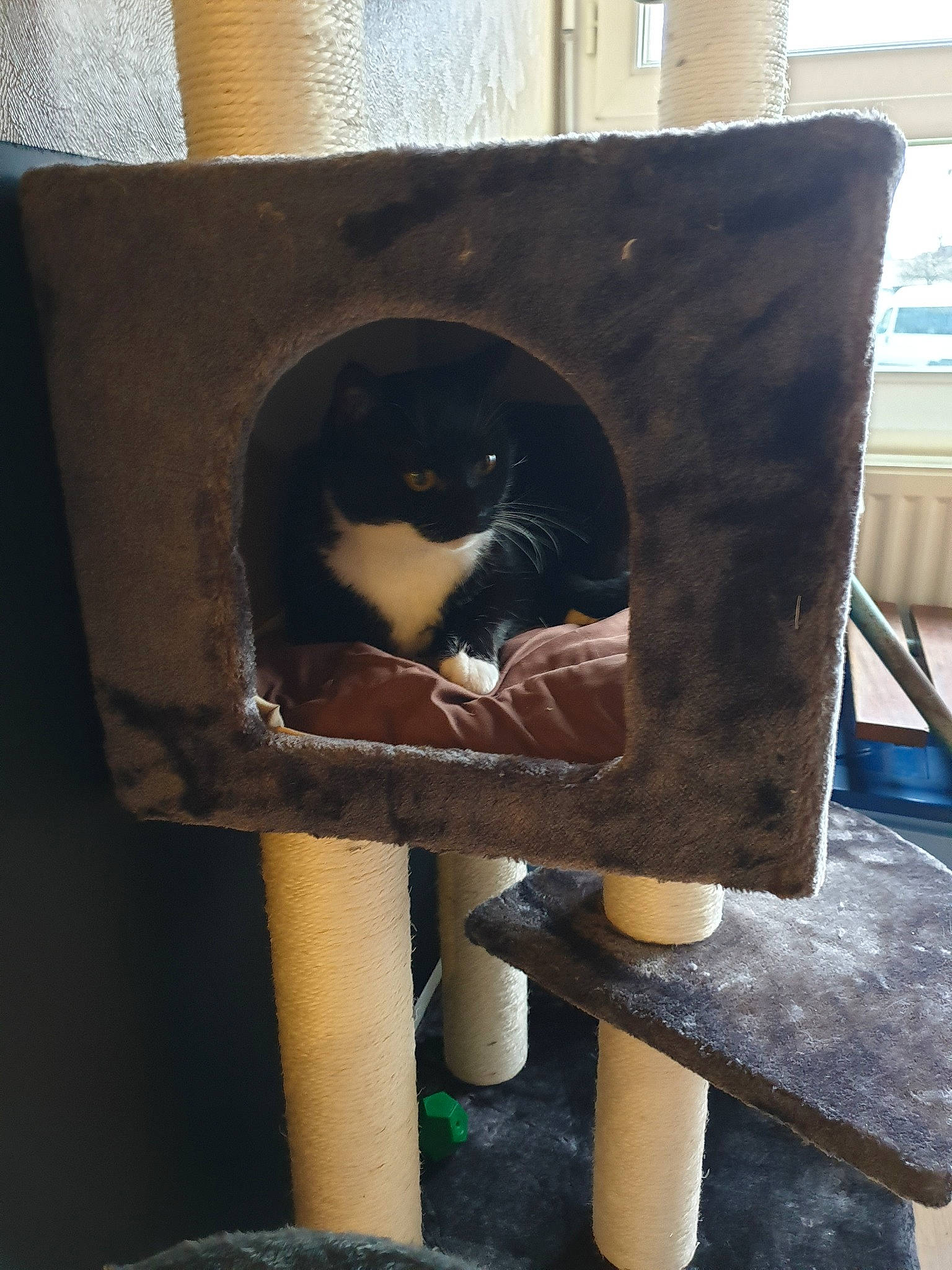 Chachat participe au concours pour gagner de l'argent avec cette photo : birdhouse, cat, chair, felidae, small_to_medium_sized_cats, wood