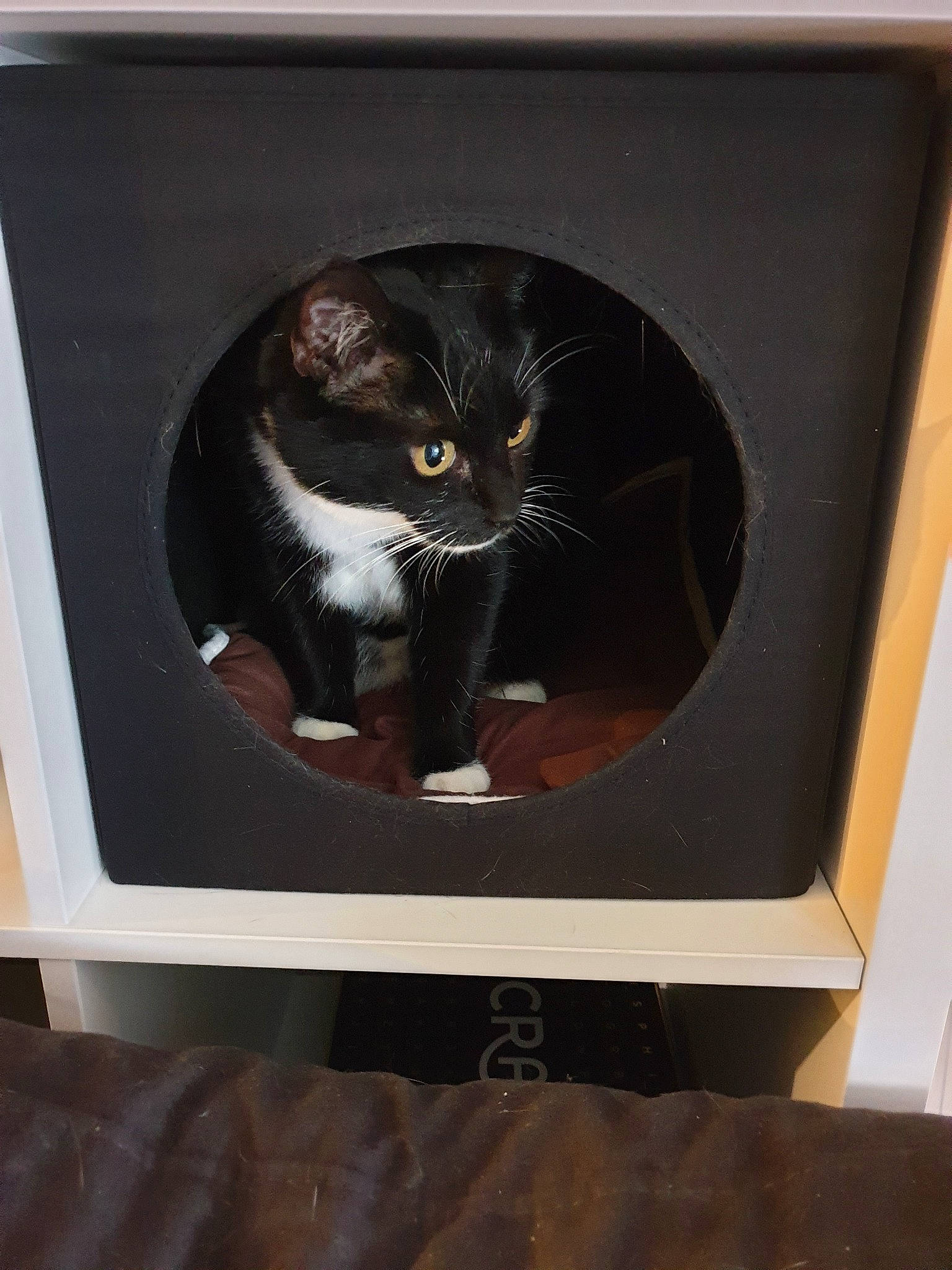 Chachat a rejoint le concours — aidez-le/la à gagner de superbes lots ! black_cat, carnivore, cat, domestic_short_haired_cat, felidae, picture_frame, small_to_medium_sized_cats, whiskers