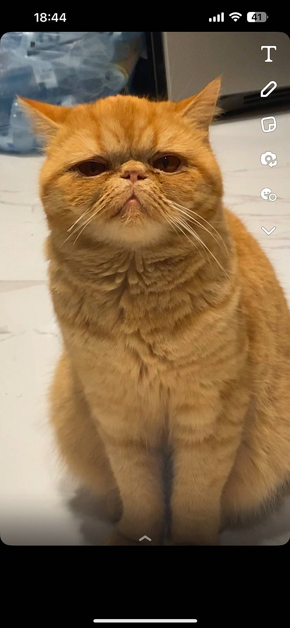 Lolita a rejoint le concours — aidez-le/la à gagner de superbes lots ! brown, carnivore, cat, computer_keyboard, fawn, felidae, fur, peripheral, rectangle, small_to_medium_sized_cats, snout, terrestrial_animal, whiskers