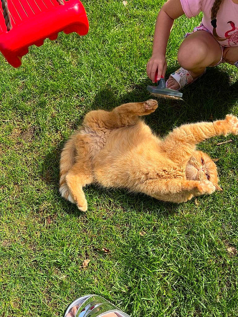 Lolita a rejoint le concours — aidez-le/la à gagner de superbes lots ! barefoot, companion_dog, dog_breed, fawn, felidae, foot, fur, grass, human_leg, lawn, paw, people_in_nature, sandal, shorts, sitting, soil, tail, terrestrial_animal, thigh, toy
