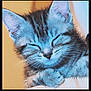 Caline participe au concours pour gagner de l'argent avec cette photo : kitten, cat, sleeping, closeup, feline, cute, fur, whiskers, paw, pet, animal, relaxing, resting, indoor, young, mammal, adorable, soft, calm, portrait