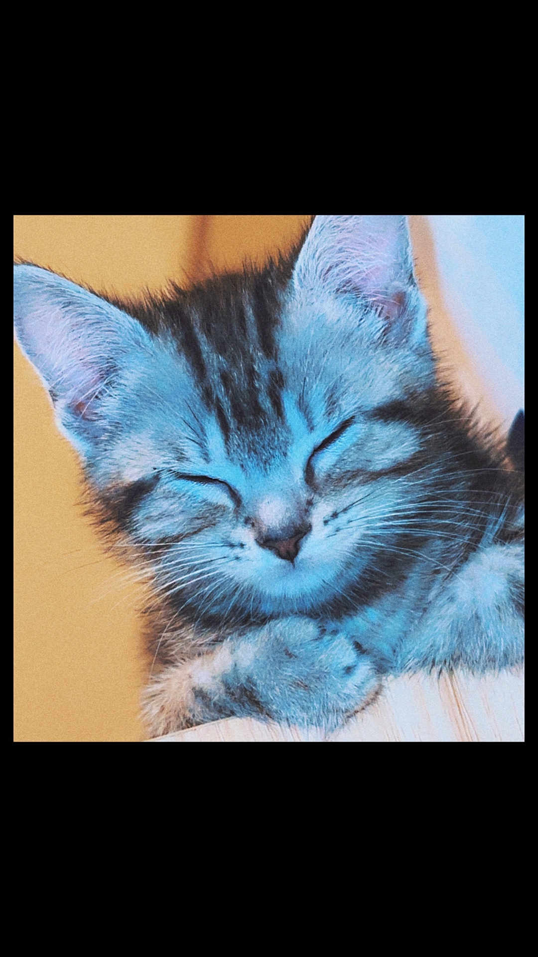 Caline participe au concours pour gagner de l'argent avec cette photo : kitten, cat, sleeping, closeup, feline, cute, fur, whiskers, paw, pet, animal, relaxing, resting, indoor, young, mammal, adorable, soft, calm, portrait