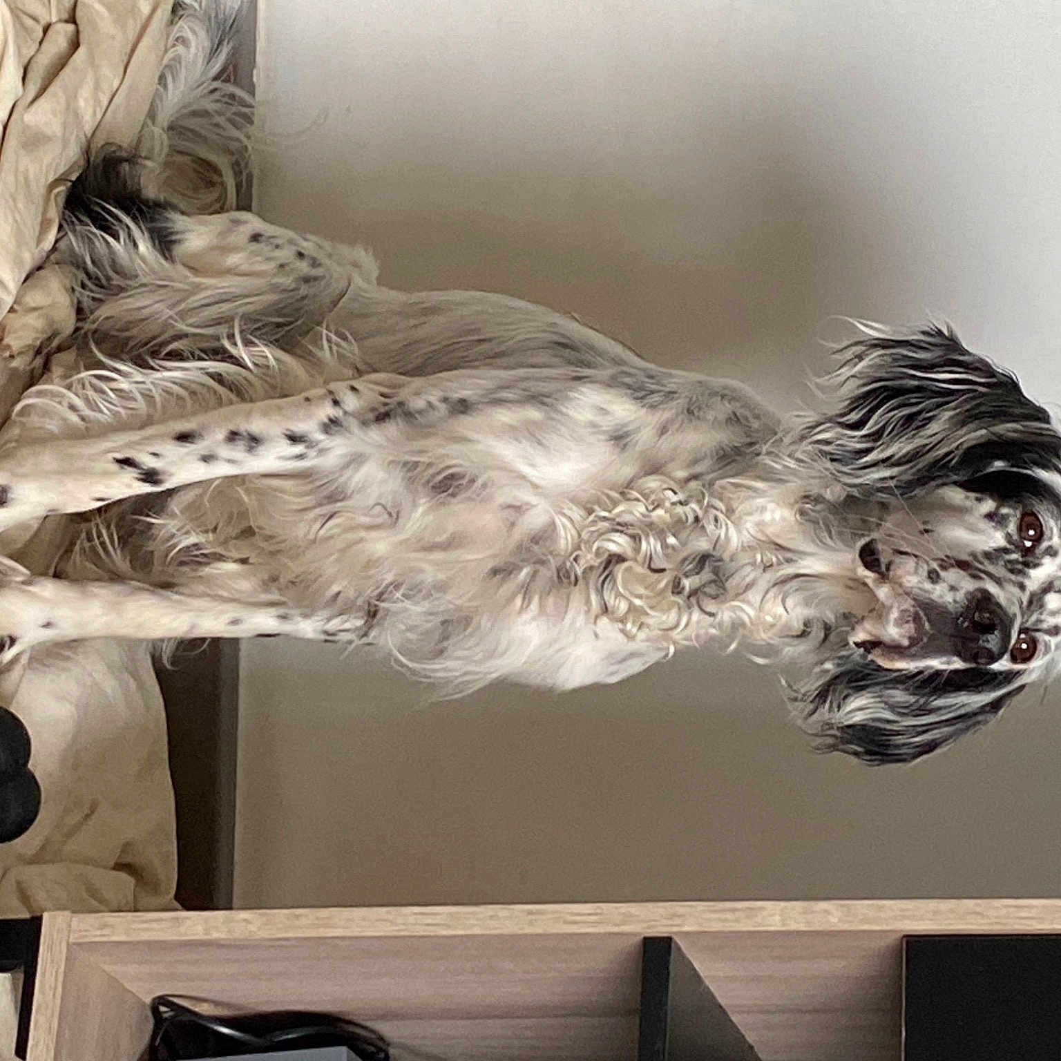 Ussy a rejoint le concours — aidez-le/la à gagner de superbes lots ! art, beak, ceiling, feather, felidae, fur, grey, metal, monochrome, monochrome_photography, painting, plant, room, sculpture, tail, tree, twig, visual_arts, wing, wood