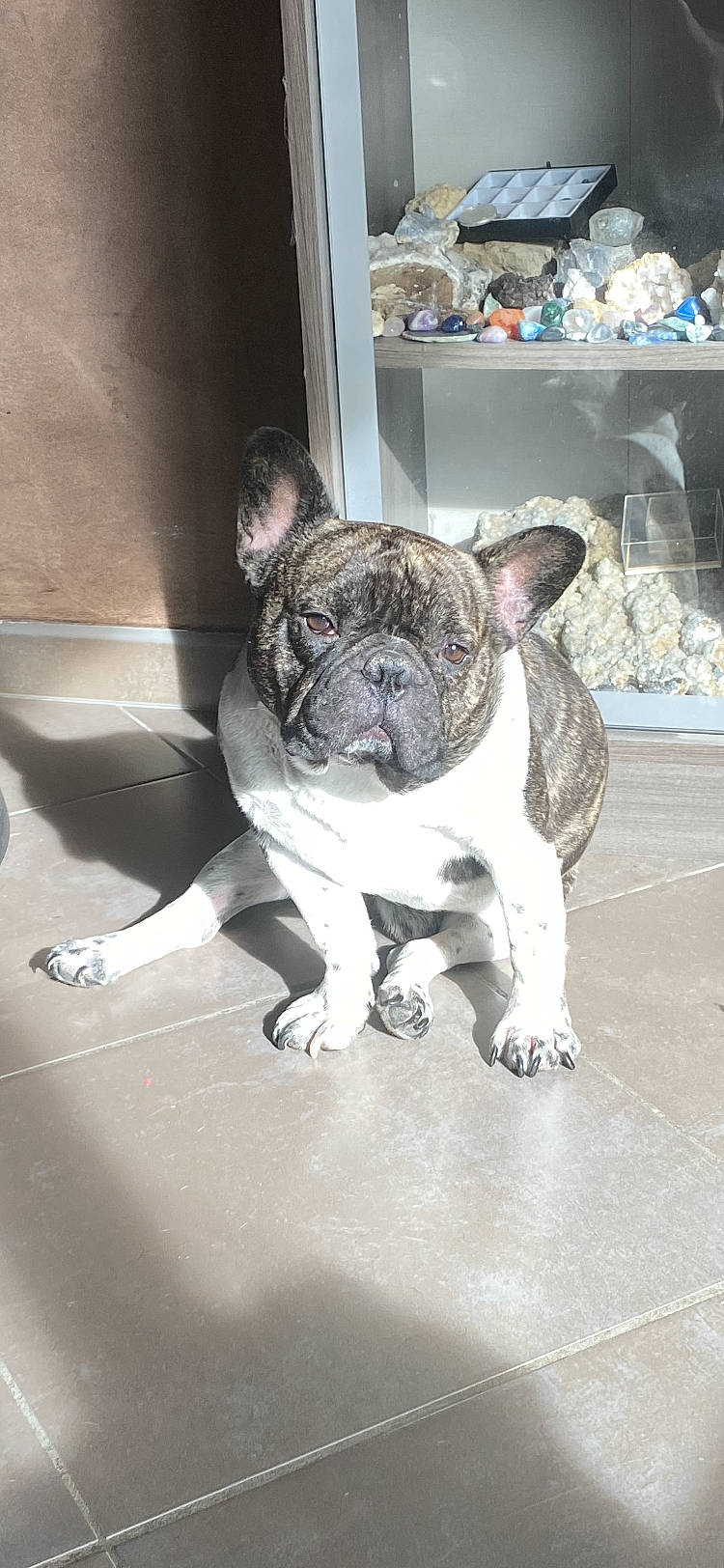 Oscar participe au concours pour gagner de l'argent avec cette photo : boston_terrier, bulldog, canidae, carnivore, companion_dog, dog, dog_breed, fawn, french_bulldog, fur, human_leg, molosser, non_sporting_group, snout, sporting_group, terrestrial_animal, toy_dog, whiskers, working_animal, wrinkle