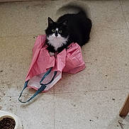 Belle joined the competition — help win amazing prizes! cat, black_and_white, plastic_bag, floor, tile, food_bowl, dry_food, indoor, pet, animal, curious, domestic, feline, eyes, sitting, looking_up, kitchen, playful, household, cozy