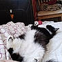 cat, black_and_white, fluffy, bed, blanket, paw, relaxed, indoor, furniture, chair, fabric, sleeping, cozy, pet, animal, resting, soft, domestic, fur, comfort