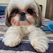Chewy joined the competition — help win amazing prizes! dog, small_dog, fluffy, cute, pet, bedspread, striped, indoor, close_up, face, fur, toy, rope, animal, companion, friendly, looking_at_camera, nose, eyes, paws