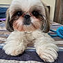 dog, small_dog, fluffy, cute, pet, bedspread, striped, indoor, close_up, face, fur, toy, rope, animal, companion, friendly, looking_at_camera, nose, eyes, paws