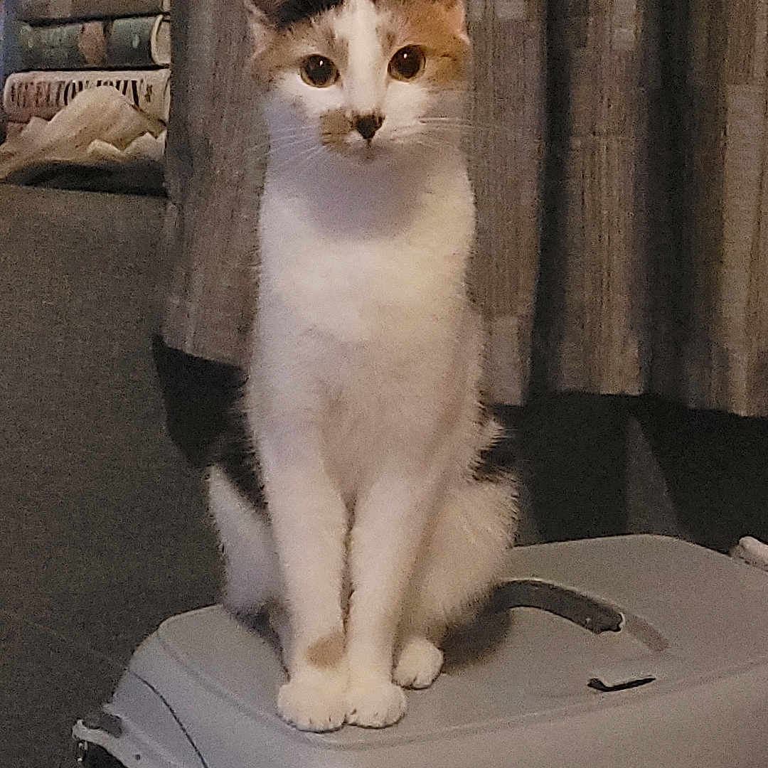 Skittles is registered to the contest to win money with this photo: abyssinian, angora, animal, appliance, box, cat, closet, crate, cupboard, den, device, electricaldevice, furniture, indoors, kitten, laundry, manx, pet, siamese, wood