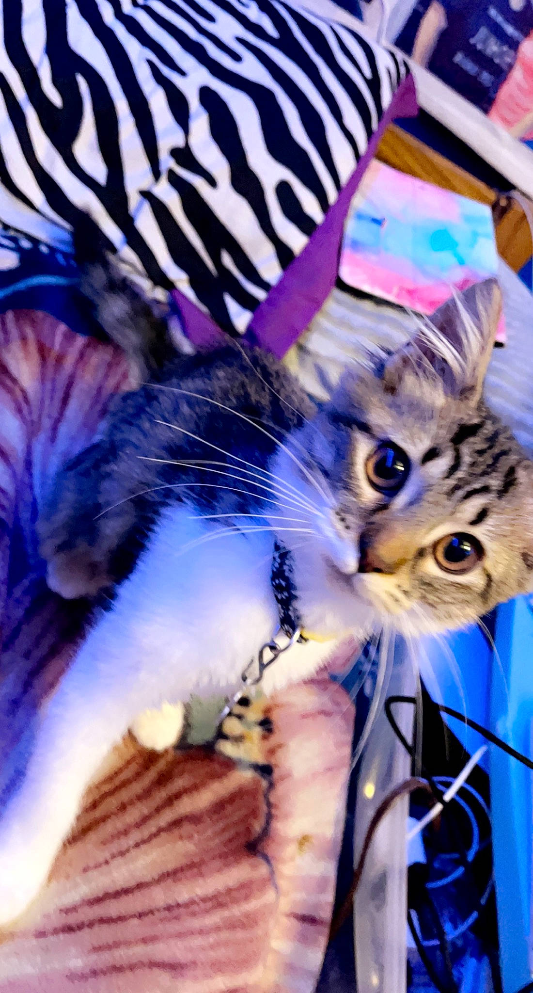 Mittens is registered to the contest to win money with this photo: carnivore, cat, claw, domestic_short_haired_cat, electric_blue, felidae, fur, magenta, metal, organism, pattern, paw, photo_caption, purple, small_to_medium_sized_cats, snout, tail, violet, whiskers