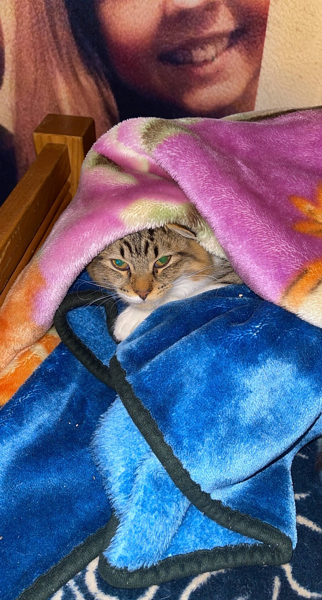 Mittens is registered to the contest to win money with this photo: carnivore, cat, comfort, domestic_short_haired_cat, electric_blue, fawn, felidae, fur, illustration, linens, magenta, painting, pattern, purple, small_to_medium_sized_cats, tail, terrestrial_animal, textile, visual_arts, whiskers